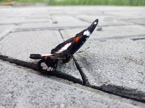istock a butterfly of the great eggfly type 2194121521