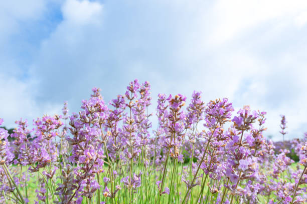 Lavender flowers blooming in a field under a cloudy sky, creating a serene and beautiful natural landscape
