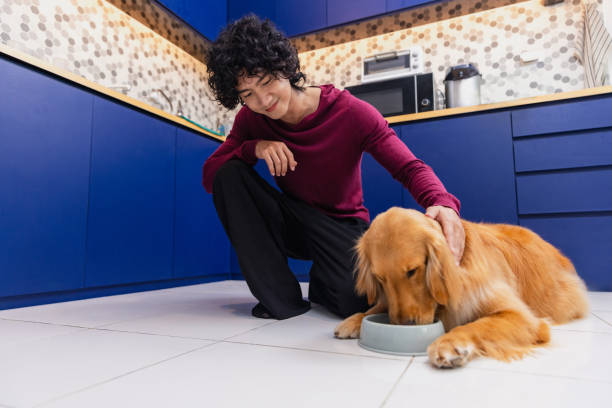 istock Person interacts with golden retriever while feeding in a modern kitchen setting 2194125629