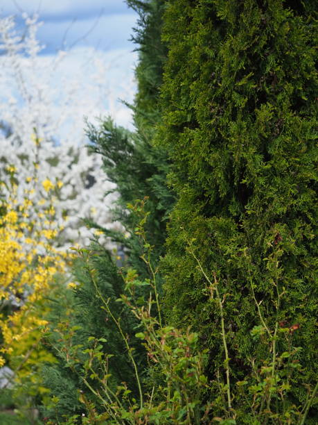 istock blossoming trees in the garden in spring 2194128375
