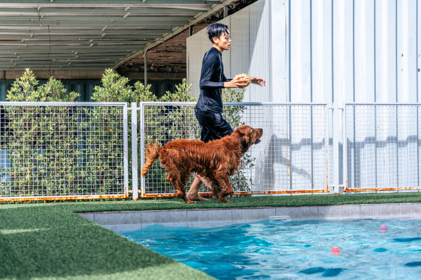 Golden retriever with young man playing together, aiming for his favorite toy