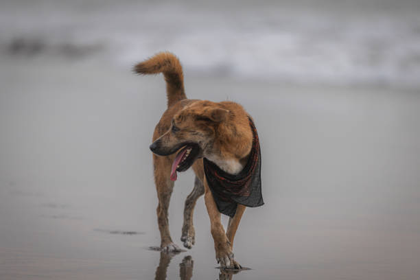 Stray dog is walking on the beach.Canggu beach - Bali Island.