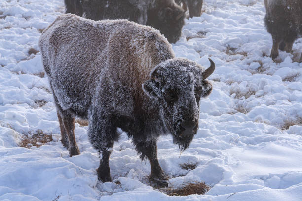 istock Bison at Yellowstone National Park, Wyoming 2194133507