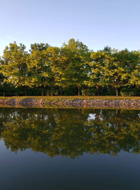 Golden Hour Trees Reflecting in the Erie Canal