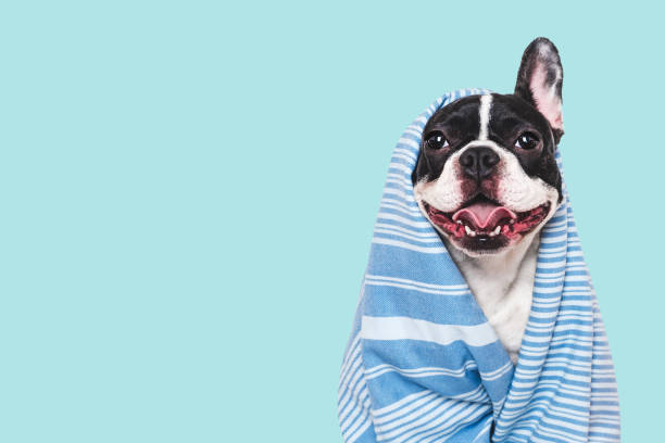 istock Cute puppy and blue towel. Studio shot 2194140164