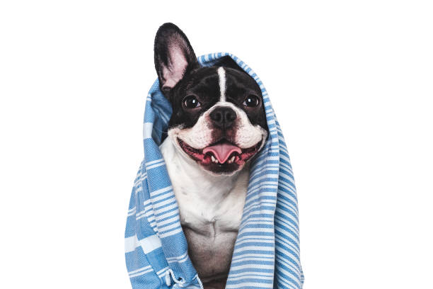 istock Cute puppy and blue towel. Studio shot 2194140170