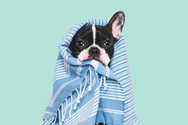istock Cute puppy and blue towel. Studio shot 2194140172