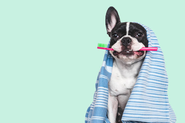 istock Cute puppy, towel and toothbrush. Studio shot 2194140194