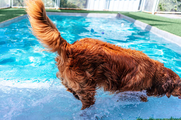 Golden retriever gets out of swimming pool outdoor