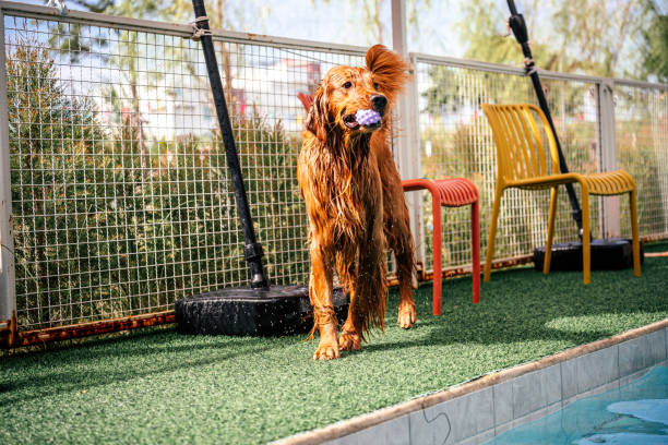 Golden retriever gets out of swimming pool outdoor