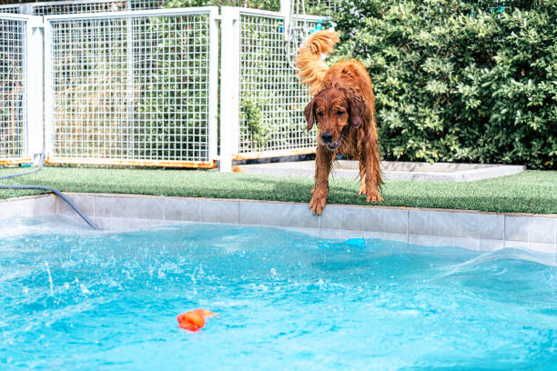 Golden retriever aiming for his favorite toy at swimming pool