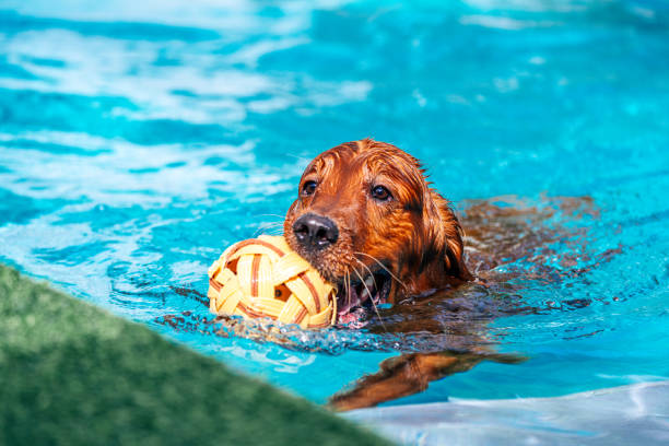 Golden retriever swimming in the water, aiming for his takraw ball