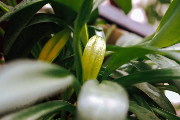 selective focus of green ornamental tree