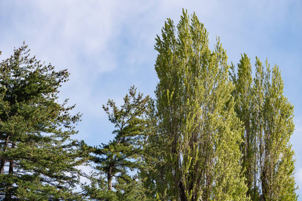 istock Sunny spring landscape. Blue sky and poplar trees. 2194142187