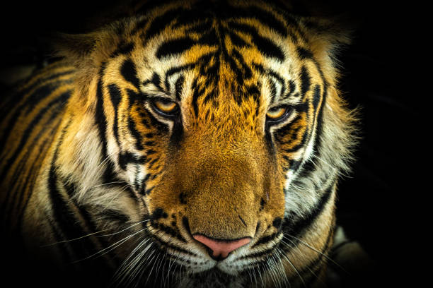 istock The bengal tiger's eyes and face on a black background 2194142491