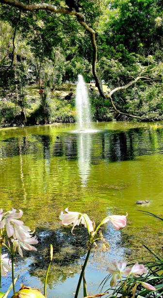 istock A Fountain reflection in a pond in front of  Lilies 2194143142