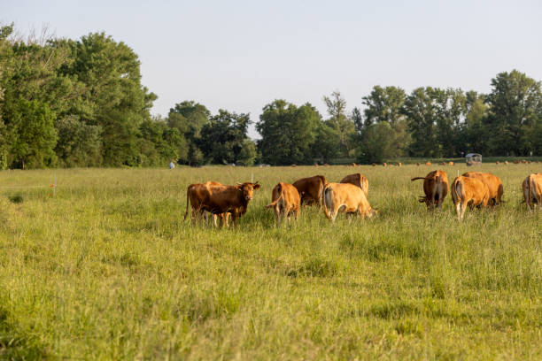 istock A herd of brown cattle grazing in a lush green field under soft sunlight. 2194147077