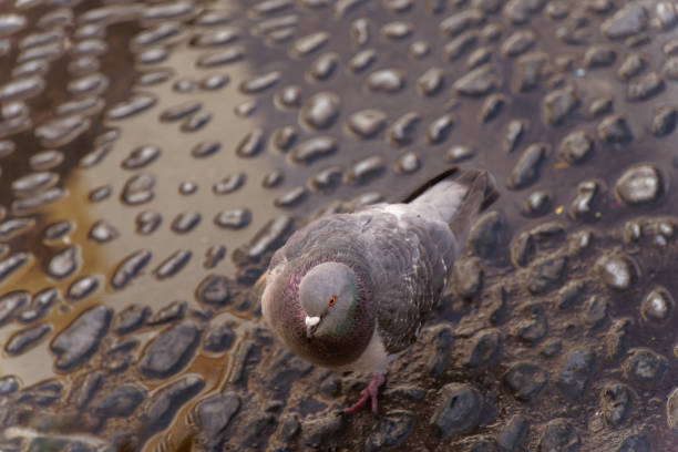 dove on a floor of stone and water with reflections of the sun