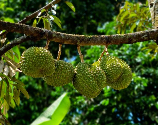 istock durian fruit hanging on tree stock photo nature 2194149076