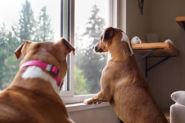istock Two dogs looking out of the window. 2194149273