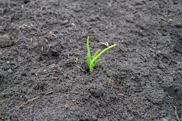 istock The first spring garlic sprout in the field. 2194150936