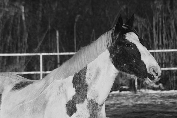 istock A cool looking horse in black and white 2194154373