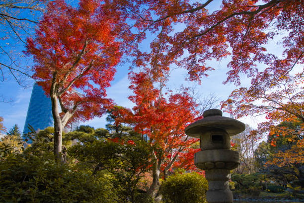 A yellow gingko tree near the pond at Hibiya park in Tokyo. High quality photo. Chiyoda district Tokyo Japan 12.15.2024 Here is a public park in Tokyo.