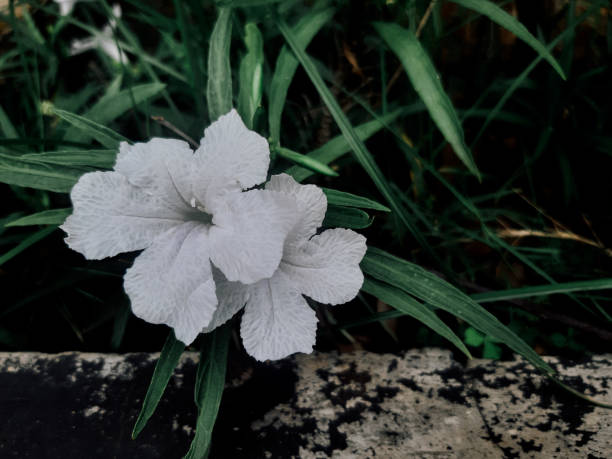 White Ruellia Tuberosa / Bunga Kencana Putih Liar