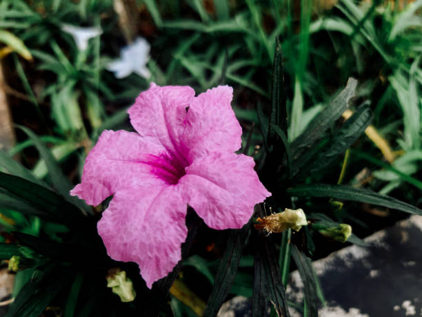 istock Purple Ruellia Tuberosa 2194155392