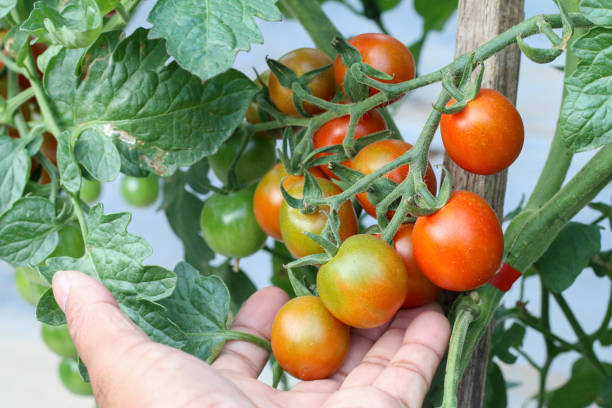 istock A hand gently touches a ripe red tomato amidst lush green leaves. 2194155647