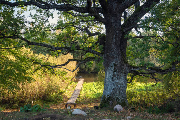 istock Large oak tree on the river bank. 2194156788