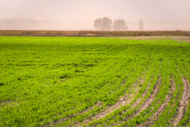 Sandstorm on a farm green field.