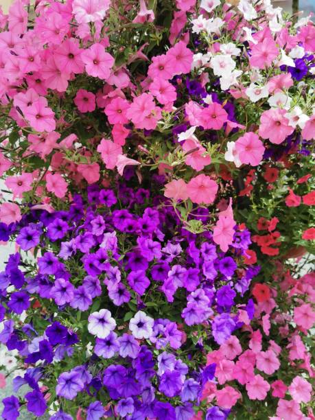 istock color petuina flowers 2194157438