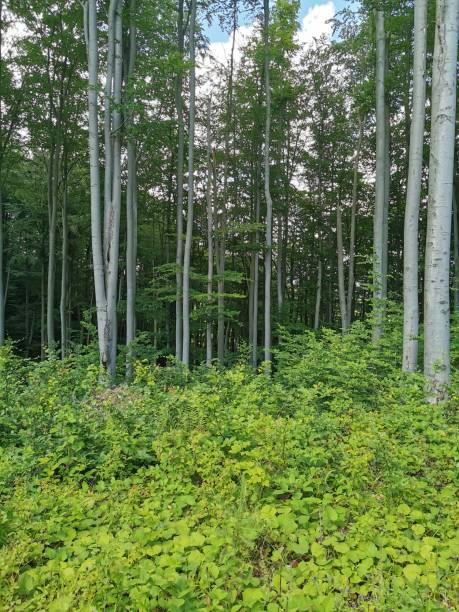 istock Czech forest from Jeseniky mountains 2194157447