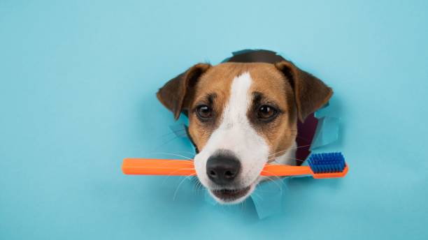 istock The muzzle of a Jack Russell Terrier sticks out through a hole in a paper blue background and holds an orange toothbrush. 2194157897