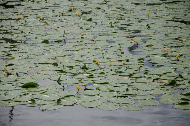 istock Yellow water lily grows in a pond 2194157951