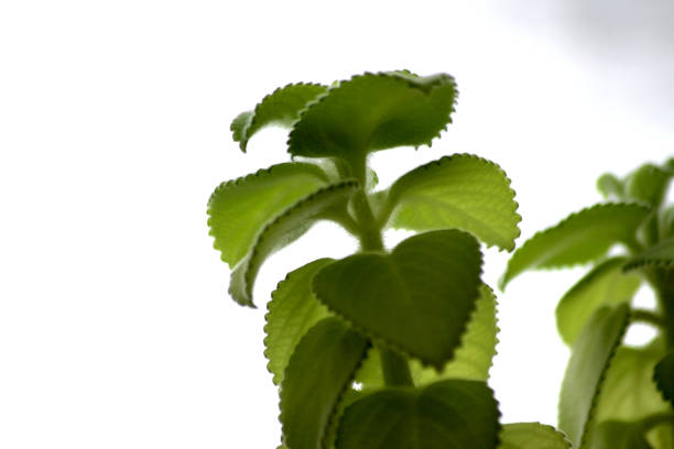Green spices and herbs