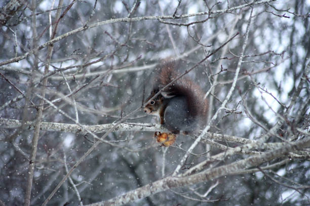 A squirrel holding a big peach in the snowy winter