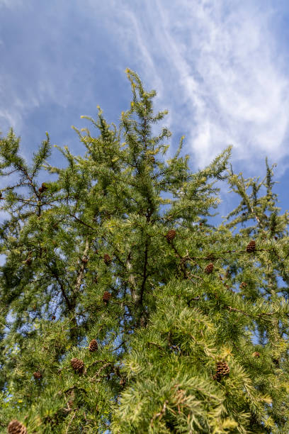 istock beautiful larch with green foliage in September 2194159474
