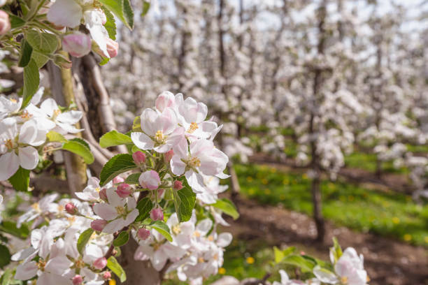 Canada Keremeos, fruit farmer in cherry tree grove