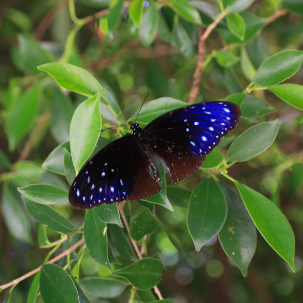 istock Euploea mulciber, brown blue colored butterfly seen in Thailand. 2194160756