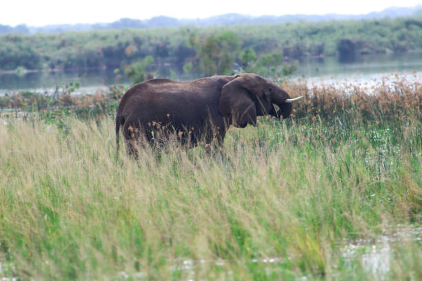 Side view of large female african elephant drinking water amidst high grass at the banks of Nile River in Murchison Falls National Park in Uganda