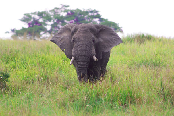 A large male african elephant walking through grassland with a tree in the background at Ishasha sector in Queen Elizabeth National Park in Uganda. The elephant is walking towards the camera looking straight at it flapping its ears.