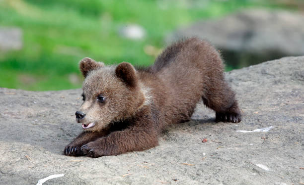 istock Brown bear cubs playing in the forest 2194163867