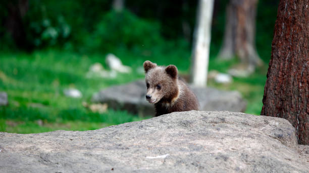 istock Brown bear cubs playing in the forest 2194163891