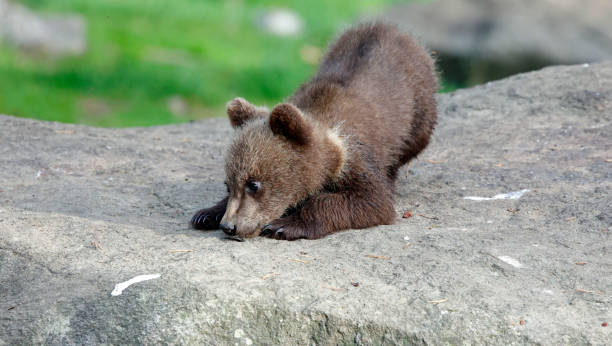 istock Brown bear cubs playing in the forest 2194163934