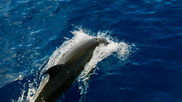 istock Dolphin jumping out of the water. 2194166380