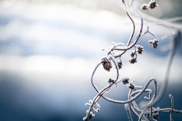 Snowfall in winter