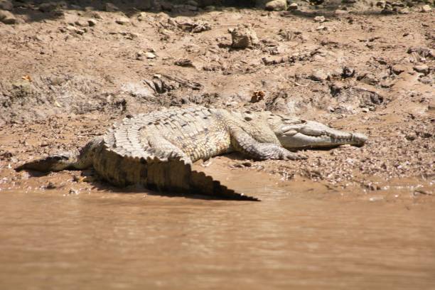 istock American crocodile, Sumidero Canyon, Tuxtla, Chiapas, Mexico 2194169080
