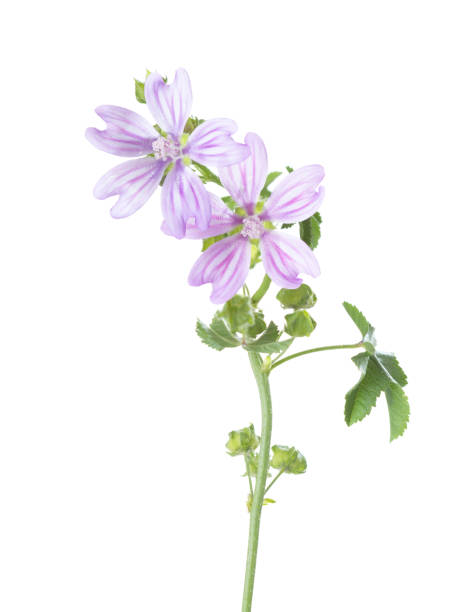 istock Sprig with two Cornish mallow flowers isolated on a white background. Malva multiflora. Selective focus 2194169139